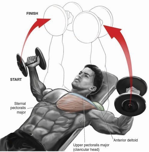 Incline Bench Press